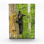 Bloc Photo Cube d'ours noir | Minnesota (Devant)