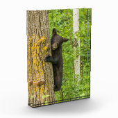 Bloc Photo Cube d'ours noir | Minnesota (Gauche)