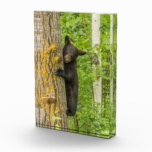 Bloc Photo Cube d'ours noir | Minnesota (Droite)
