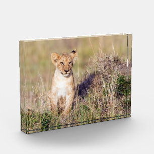 Bloc Photo Cute lionceau en Afrique photo