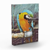 BLOC PHOTO CUTE MACAW (Gauche)