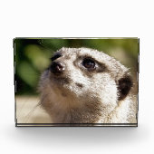 BLOC PHOTO CUTE MEERKAT (Devant)