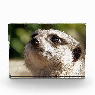 BLOC PHOTO CUTE MEERKAT