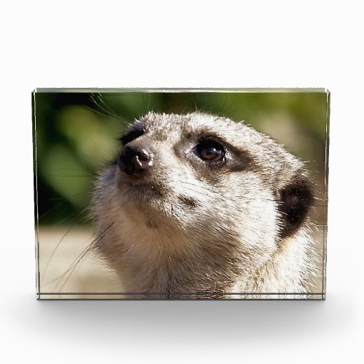 BLOC PHOTO CUTE MEERKAT (Devant)