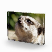 BLOC PHOTO CUTE MEERKAT (Droite)