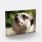 BLOC PHOTO CUTE MEERKAT (Gauche)