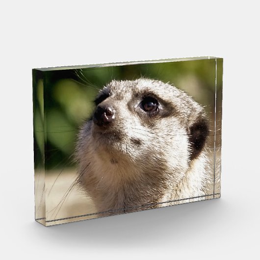 BLOC PHOTO CUTE MEERKAT (Gauche)