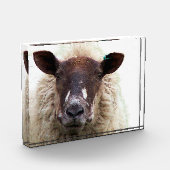 BLOC PHOTO CUTE SHEEP (Gauche)