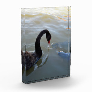 Bloc Photo Cygne Noir Observant Des Poissons Géants Dans La R