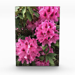 Bloc Photo Cynthia Rhododendrons, Oregon