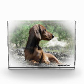Bloc Photo Dachshund Chien. (Devant)