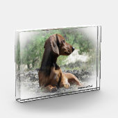 Bloc Photo Dachshund Chien. (Gauche)