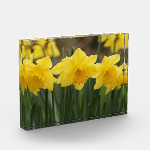 Bloc photo Daffodiques de printemps