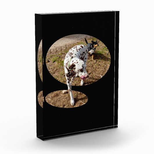 Bloc Photo Dalmatie Popout Art, (Gauche)