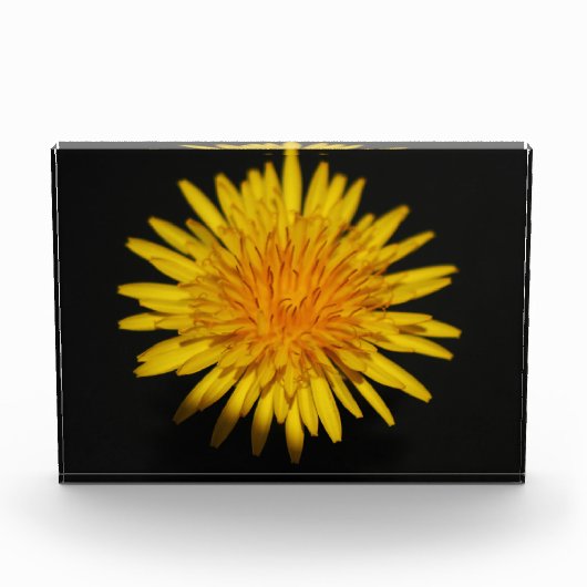 Bloc Photo Dandelion Flower pbcna (Devant)