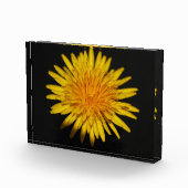 Bloc Photo Dandelion Flower pbcnm (Droite)