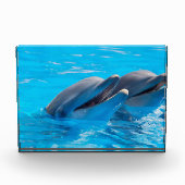 Bloc Photo Dauphins souriants (Devant)