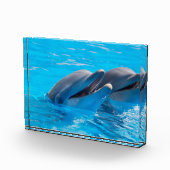 Bloc Photo Dauphins souriants (Droite)