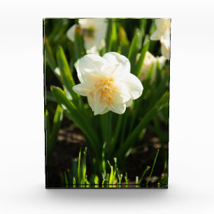 Bloc Photo De grands narcisses blancs par un jour de printemp