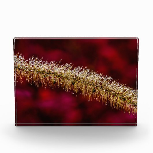 Bloc Photo Dew du matin (Devant)