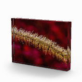 Bloc Photo Dew du matin (Droite)