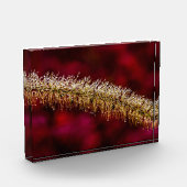 Bloc Photo Dew du matin (Gauche)