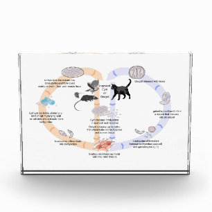 Bloc Photo Diagramme du cycle de vie de Toxoplasma gondii