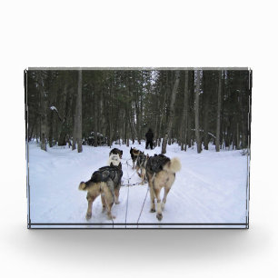 Bloc Photo Dog Sledding à Québec, Canada