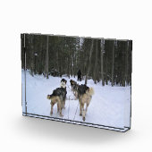 Bloc Photo Dog Sledding à Québec, Canada (Droite)