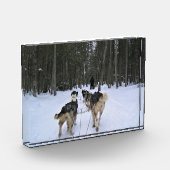 Bloc Photo Dog Sledding à Québec, Canada (Gauche)