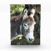 BLOC PHOTO DONKEY (Devant)