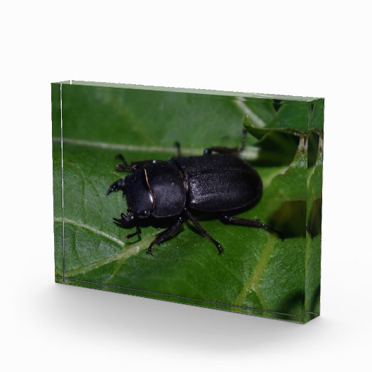 Bloc Photo Dorcus parallelipipedus, le moindre dendroctone du (Droite)