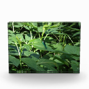 Bloc Photo Dragonard