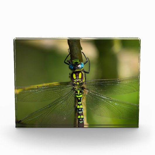 Bloc Photo Dragonfly - Photo Faune (Devant)