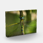 Bloc Photo Dragonfly - Photo Faune (Gauche)
