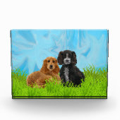 Bloc Photo Duo de cocker (Devant)