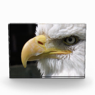 BLOC PHOTO EAGLE BIRD OF PREY