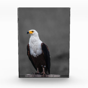 Bloc Photo Eagle Minimaliste Sélective Photographie couleur