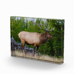 Bloc Photo Elan Parc national de Yellowstone, Wyoming