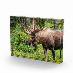 Bloc Photo Élan Péninsule de Kenai, Alaska