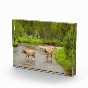 Bloc Photo Élans traversant la rivière Colorado