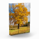 Bloc Photo Érable jaune sucre automne (Gauche)
