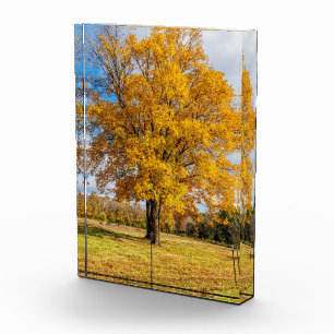 Bloc Photo Érable jaune sucre automne