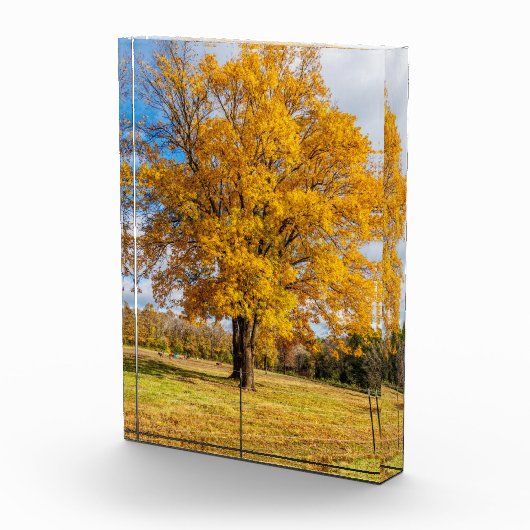 Bloc Photo Érable jaune sucre automne (Droite)