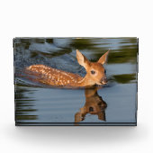 Bloc Photo Faon de cerf | Minnesota (Devant)