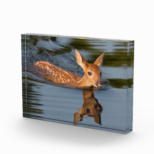 Bloc Photo Faon de cerf | Minnesota (Droite)
