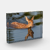 Bloc Photo Faon de cerf | Minnesota (Gauche)