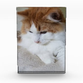 Bloc Photo (Feline Fancy) Contemplation Kitty : Photo Cat (Devant)