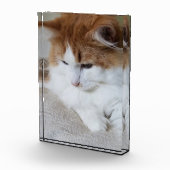 Bloc Photo (Feline Fancy) Contemplation Kitty : Photo Cat (Droite)