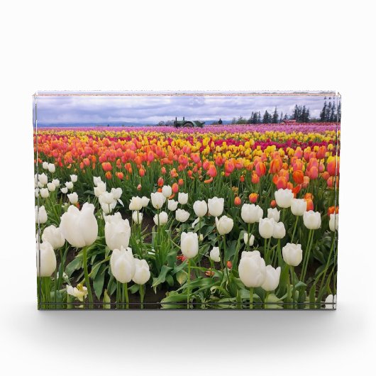 Bloc Photo Ferme de tulipes (Devant)
